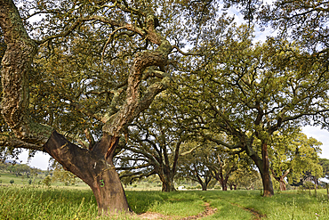 Very old trees of the cork oak plantation, Herdade das Barradas da Serra, Grandola, Alentejo region, Portugal, southwertern Europe