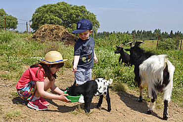 Children discovering the animals of the farm close to the Terra do Sempre guesthouse near Grandola, Alentejo region, Portugal, southwertern Europe