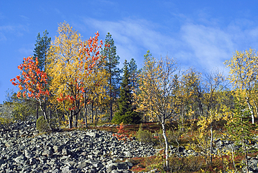 Lampivaara Hills,Pyha-Luosto National Park,Lapland,Finland, Northern Europe
