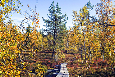 Autumn foliage of aspen and birch in Kivitunturi forest, region of Savukoski,Lapland,Finland, Northern Europe