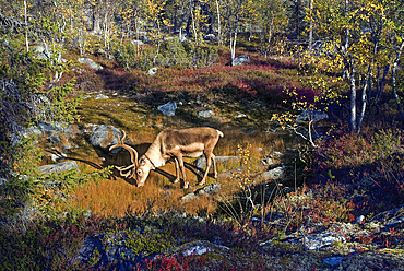 Reindeer or caribou (Rangifer tarandus) in Kivitunturi forest, region of Savukoski,Lapland,Finland, Northern Europe
