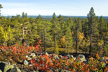 Young aspen shrub, Kivitunturi forest, region of Savukoski,Lapland,Finland, Northern Europe