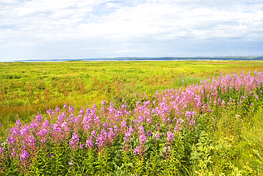 Willowherb (fireweed) on the Saint-Lawrence River bank, Cote-Nord region, Quebec province, Canada, North America