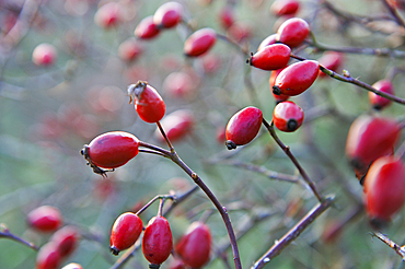 Rose hips from dog-rose (Rosa canina), France, Europe