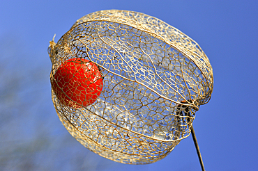 Bright red fruit inside the dried husk of Chinese lantern (Physalis alkekengi), France, Europe