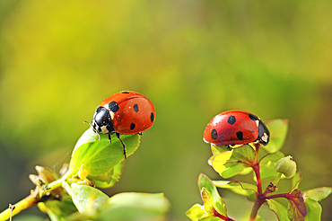 Seven-spot ladybirds (Coccinella septempunctata), France, Europe