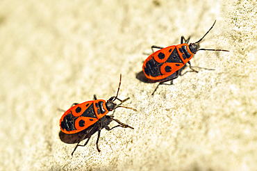 Firebug (Pyrrhocoris apterus), France, Europe