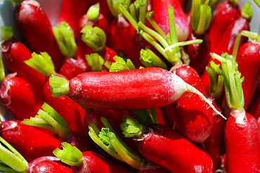 Radishes (Raphanus sativus), France, Europe