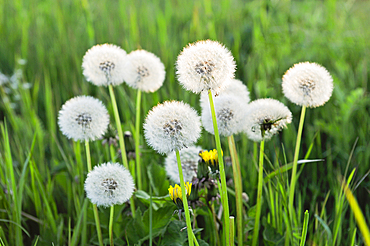 Pappus (seed head) (dandelion clocks) of Taraxacum (Dandelion), France, Europe