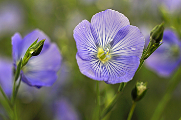 Flax field flowers, Centre-Val de Loire region, France, Europe