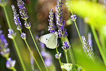 Cabbage white butterfly (Pieris brassicae) on lavender flower, Eure-et-Loir department, Centre-Val-de-Loire region, France, Europe