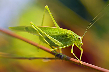 Mediterranean Katydid (Phaneroptera nana), France, Europe