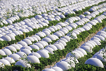 Market gardening with protective covers, Mont-Saint-Michel bay, Manche department, Normandy region, France ,Europe