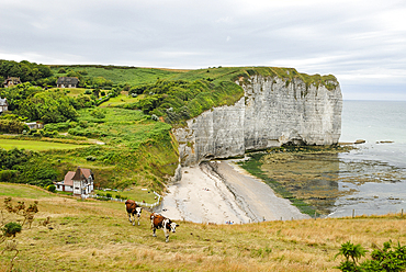 Cattle on a cliff over the valleuse of Vaucottes, around Etretat, Cote d'Albatre, Pays de Caux, Seine-Maritime department, Upper Normandy region, France, Europe