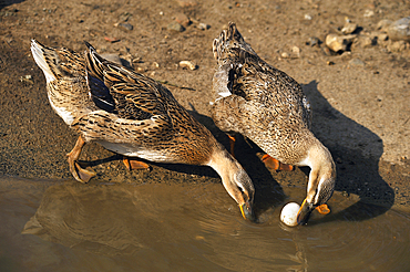 Two ducks and one egg, Eu, Seine-Maritime department, Haute-Normandy region, northern France, Europe