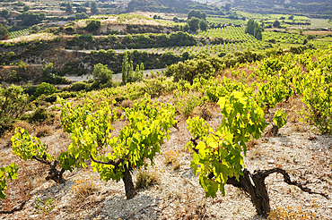 Vineyards around Omodos, Troodos Mountains, Cyprus, Eastern Mediterranean Sea, Europe