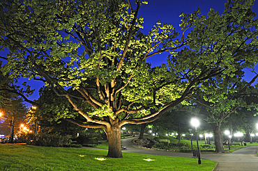 Floodlit remarkable oak tree in the Bastejkalns Park by night, Riga, Latvia, Baltic region, Europe