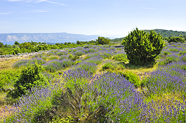 Lavender field in the area around Velo Grablje, Hvar island, Croatia, Southeast Europe