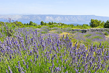 Lavender field in the area around Velo Grablje, Hvar island, Croatia, Southeast Europe