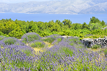 Lavender field in the area around Velo Grablje, Hvar island, Croatia, Southeast Europe