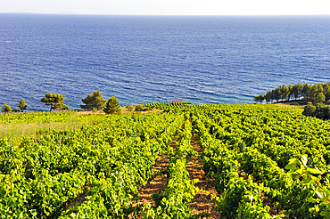 Vineyard on the hillside by the sea in the area around Sveta Nedjelja, south part of Hvar island, Croatia, Southeast Europe