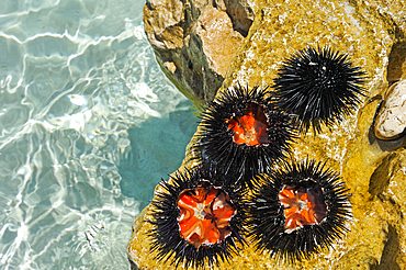 Sea urchins just caught and opened showing the edible cores (uni), Perna inlet, Palmizana, St Clement island, Hell's Islands (Pakleni), Hvar city, Hvar island, Croatia, Southeast Europe