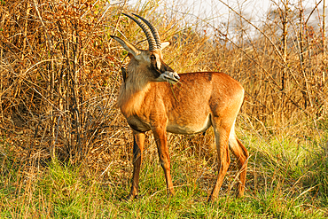 The Rhone (Hippotragus equinus), translated to horse-goat, unlike other Antelope often kneel when drinking, Zambia, Africa