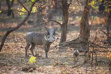 Warthog (Phacochoerus africanus) live in holes often dug by aardvarks in termite hills, Zambia, Africa