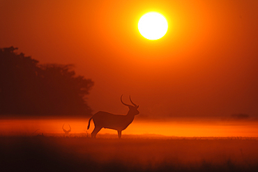 The Red Lechwe (Kobus leche leche), an antelope adapted to wet environments like the Busanga flood plains in the north of the Kafue National Park, Zambia, Africa