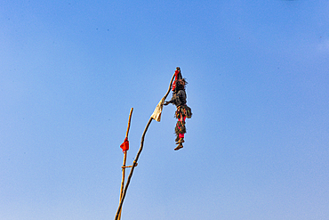 Masked acrobat, The Kulamba Traditional Ceremony of the Chewa people from Zambia, Mozambique and Malawi, held annually on the last Saturday in August to pay homage to their Chief Kalonga Gaia Uni, held near Katete, Eastern Province, Zambia, Africa