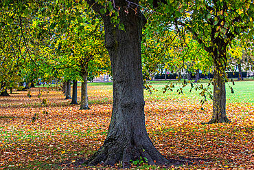 A serene park scene featuring a row of trees with autumn foliage. The ground is covered with fallen leaves in shades of orange, yellow, and brown. The trees have thick trunks and a lush canopy, creating a peaceful atmosphere.