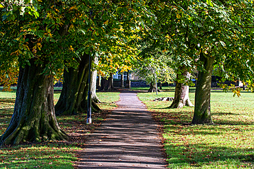 A serene park pathway lined with tall trees displaying autumn foliage. The path is well-defined, leading through a green grassy area, with sunlight filtering through the leaves, creating a peaceful atmosphere.