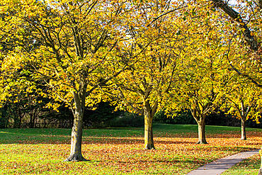 A serene park scene featuring several trees with vibrant yellow leaves, indicating autumn. The ground is covered with fallen leaves, and a pathway runs alongside the trees, creating a peaceful atmosphere.