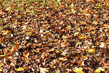 A close-up shot of a ground covered in fallen autumn leaves in various shades of brown and yellow.