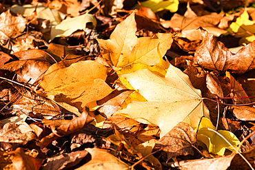 A close-up view of a pile of fallen autumn leaves, primarily maple leaves in shades of brown, orange, and yellow.