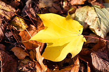 A single, bright yellow maple leaf lies on top of a bed of brown, fallen leaves.