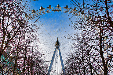 The London Eye Ferris wheel is seen from below, framed by leafless winter trees against a clear blue sky. The wheel's structure and passenger capsules are clearly visible.