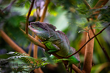 Green chameleon camouflaged among lush foliage, displaying natural wildlife and adaptation at Kew Gardens, London, England, United Kingdom, Europe