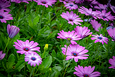 Vibrant purple daisies (osteospermum) with lush green leaves, Kew Gardens, London, England, United Kingdom, Europe