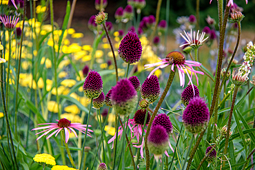 Vibrant garden with purple coneflowers (alliums) and yellow blooms, showcasing natural beauty and floral diversity at Kew Gardens, London, England, United Kingdom, Europe