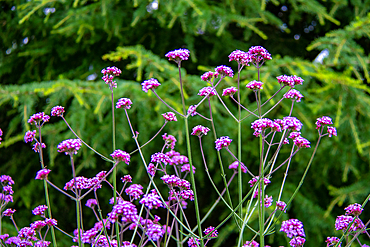 Vibrant purple flowers of verbena with delicate stems against a lush green foliage background at Kew Gardens, London, England, United Kingdom, Europe