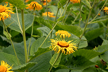 Photo of yellow inula flowers at Kew Gardens, London, England, United Kingdom, Europe