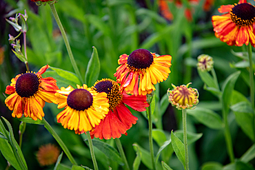 Vibrant orange and yellow heleniums with lush green foliage in a garden setting at Kew Gardens, London, England, United Kingdom, Europe