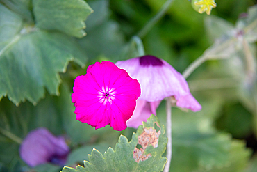 Vibrant pink flower with a blurred green leafy background at Kew Gardens, London, England, United Kingdom, Europe