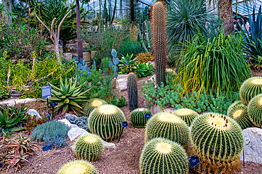 Lush cactus garden with a variety of succulents and desert plants of diverse shapes and textures at Kew Gardens, London, England, United Kingdom, Europe