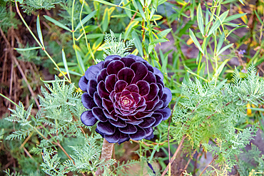 Dark purple aeonium plant surrounded by green foliage at Kew Gardens, London, England, United Kingdom, Europe