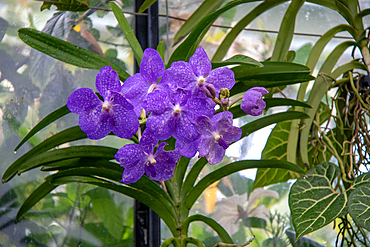 Vibrant purple orchids with green foliage in a greenhouse setting at Kew Gardens, London, England, United Kingdom, Europe