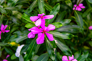 Vibrant pink periwinkle flowers with lush green foliage background at Kew Gardens, London, England, United Kingdom, Europe