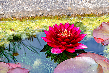 Vibrant pink water lily blooming in a tranquil pond with green algae and lily pads, reflecting serene beauty in nature at Kew Gardens, London, England, United Kingdom, Europe