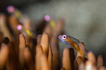A tiny goby with large pink eyes rests on the tips of branching coral, Anilao, Philippines.